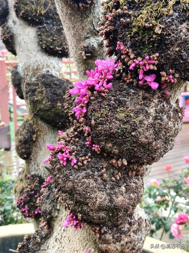 【免费观看】路园相连桥花相映｜三月清远鱼水网红树正含苞待放