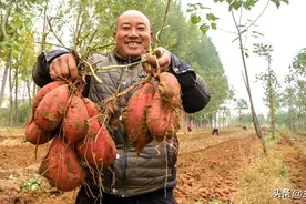 “红薯一把灰，结成一大堆”，红薯什么时候栽？如何种植高产？图片