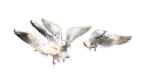 大美银川 秋色无边