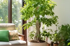 5种“镇宅树”，能活100年，越老越值钱，家中有一盆，子孙也受益图片