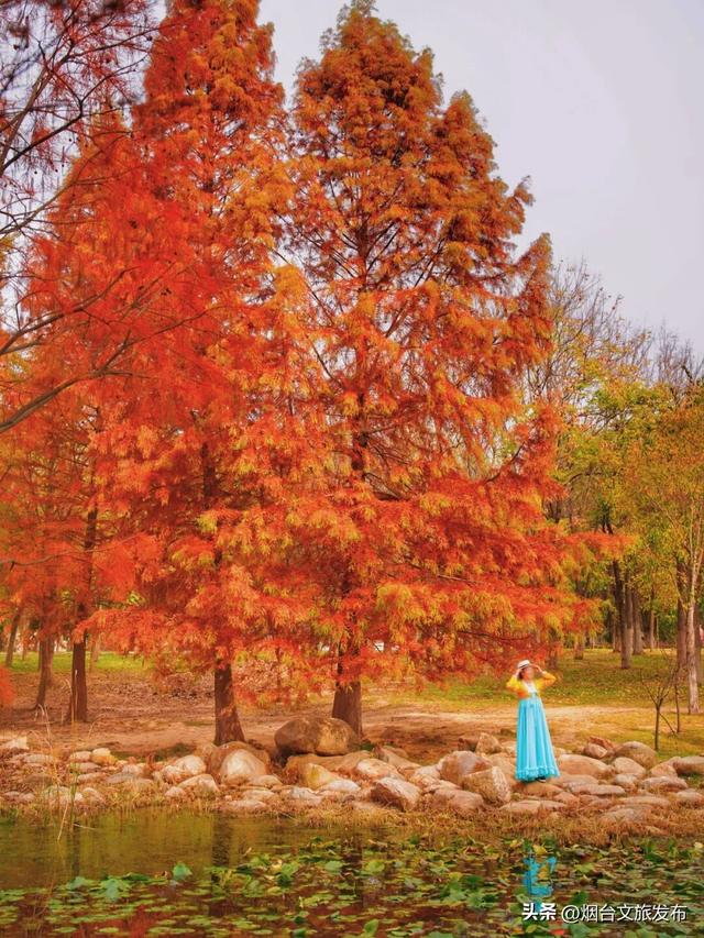 【乐游烟台】最新实拍！烟台鱼鸟河“顶级秋色”加载中