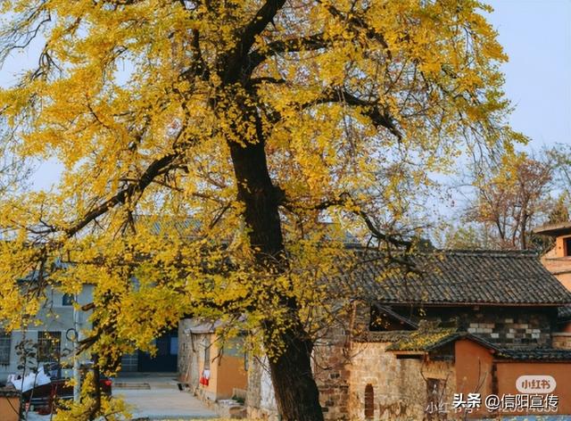 冬日信阳，独具魅力！