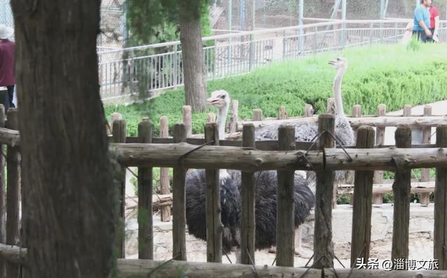 淄博版“疯狂动物城”来了!网红萌宠已就位,快来当一日“荣誉市民”→