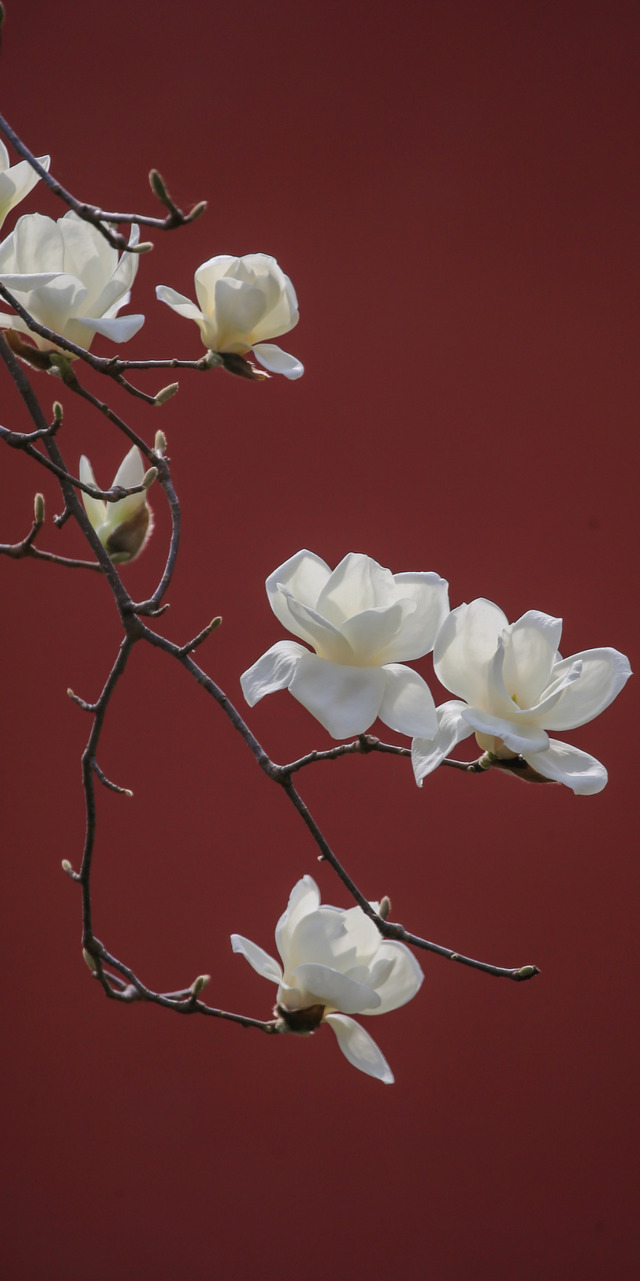 连云港春日“顶流”来啦！