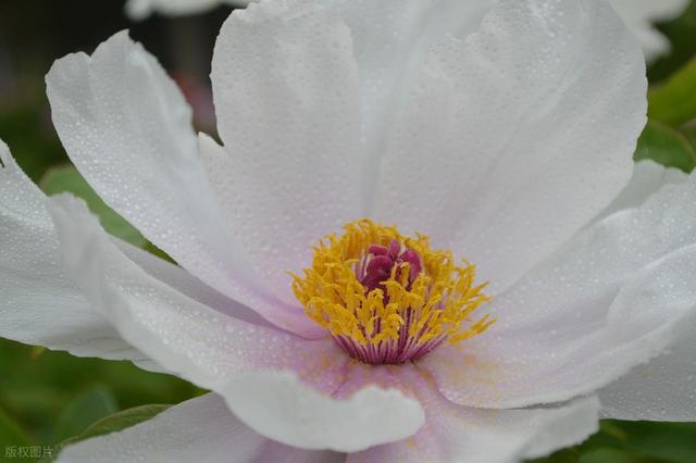 牡丹花海醉游人