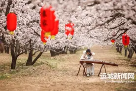 2024山西万荣袁家杏花节即将绚烂启幕图片