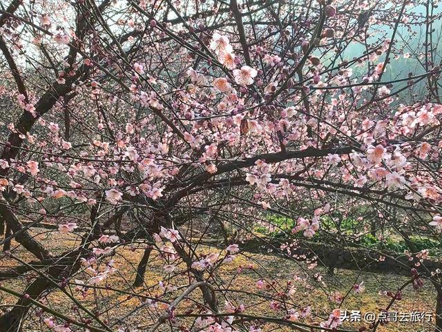 成都最新5个梅林花海，你该去哪个？其中一个被称为成都小林芝！