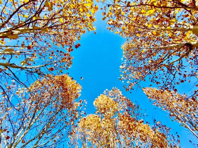 寻美薛城丨冬日的浪漫！法桐的金色韵味从秋的繁华走向冬的静谧！