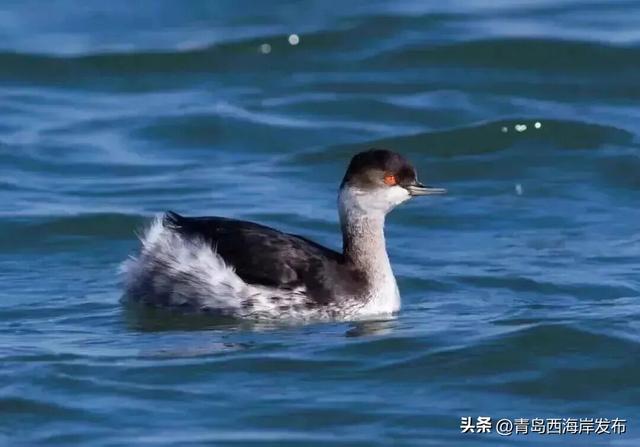 在唐岛湾，一起“鸥”遇吧！