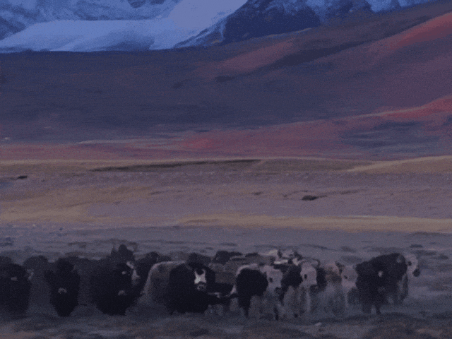 节气里的大美西藏丨大雪