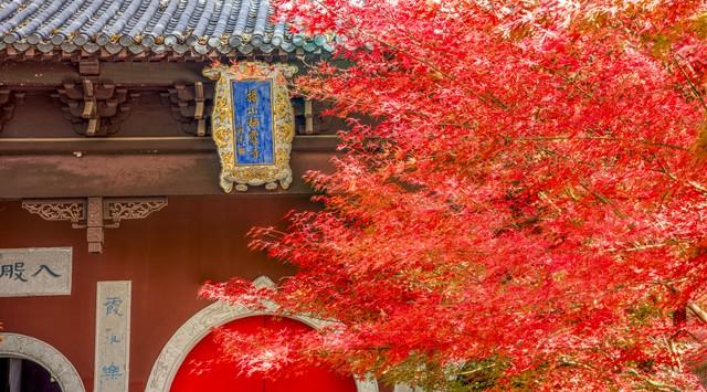 栖霞山强烈预警：赶在降温前快来打卡，红枫最佳观赏期别错过！