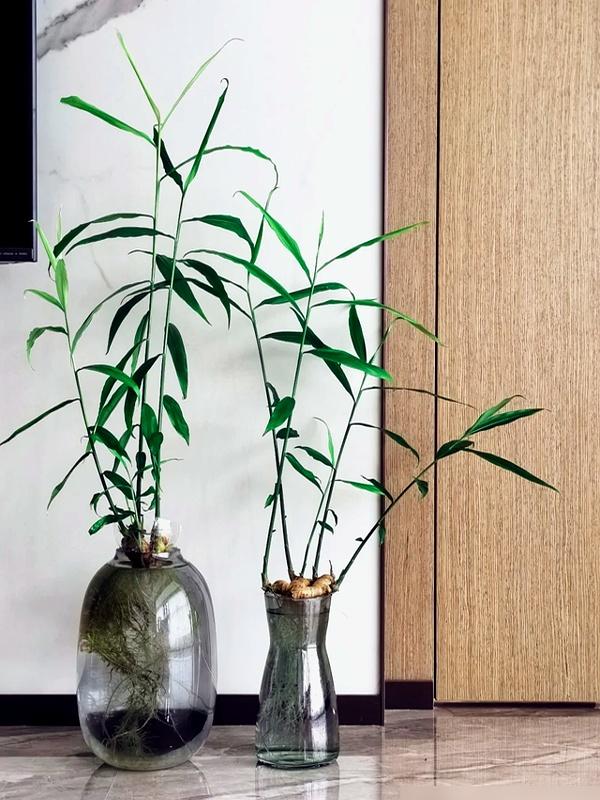 北京一姑娘“把生姜当绿植”养在客厅走红，网友：好美，好高级