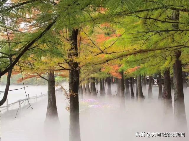 洛阳从政坊游园“杉水画坊”摄影展征稿启动，邀您定格秋冬诗意美景