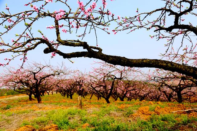 湖北宜昌：最早赏桃花的三个景区，枝江百里桃花园堪称桃花之王
