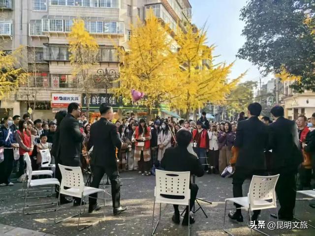 赏杏观鸥+听乐！昆明五华浪漫已就绪，音乐快闪点亮春城