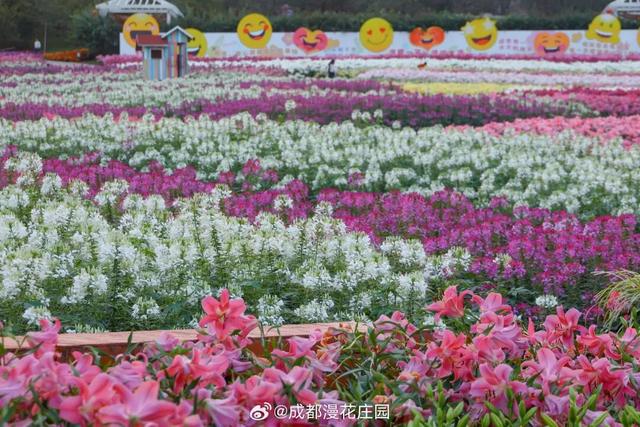 美到失语！15万株菊花，全屏视觉盛宴，3s不心动算我输