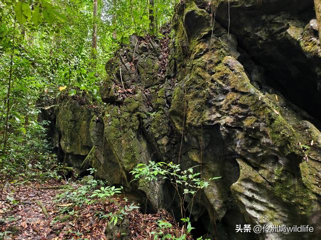 马来西亚(30)砂拉越州④姆鲁山徒步线路