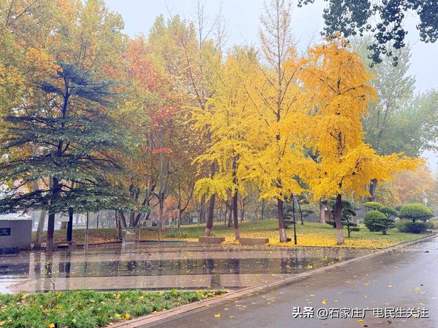 石家庄市裕西公园赏叶美景上线邀您打卡