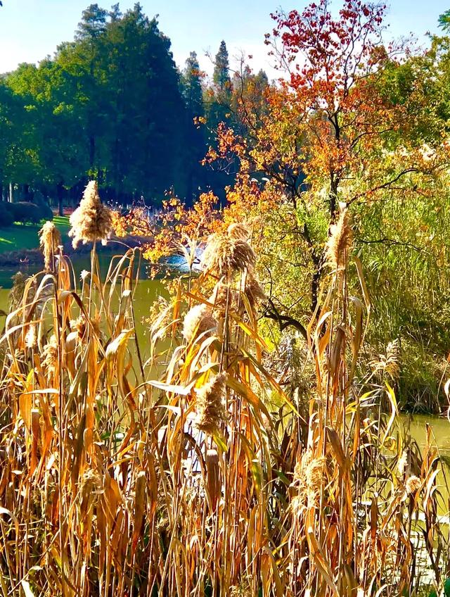 美篇：枫 叶 红 了