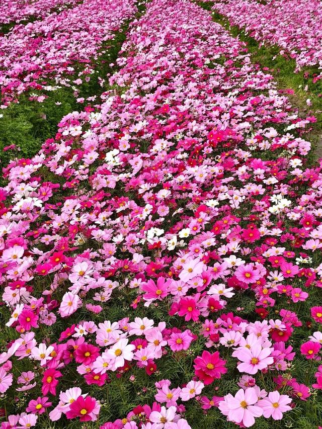 太美了！平南这里有一大片格桑花海