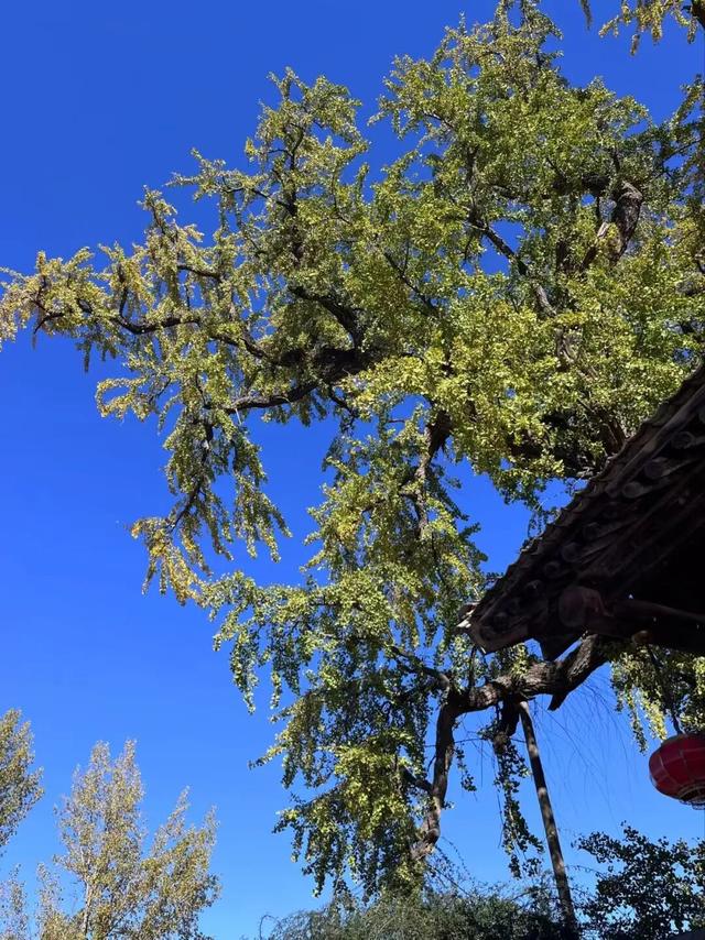 航小天带你看长安 | 来百塔寺村，品味冬日醇香