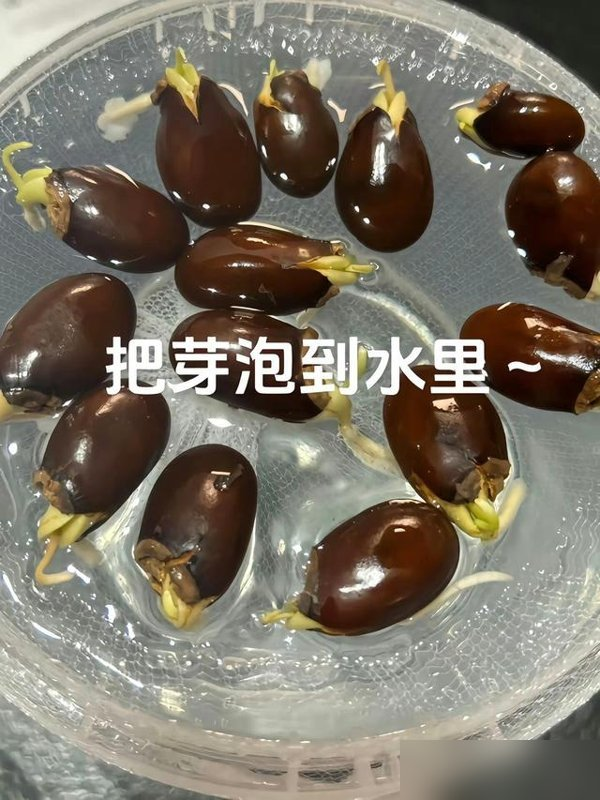 福建一姑娘把“荔枝核”泡水里，两周长成“粉盆栽”，太治愈了