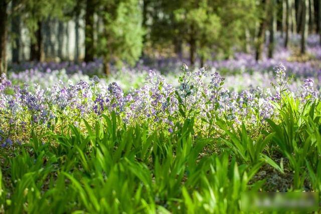 发现了没有	，很多丧偶的女人，在外面从来不说！自己是已经丧偶的