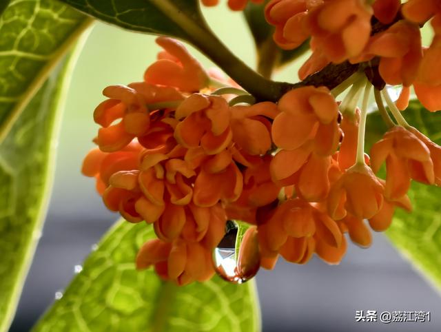 桂香漫城：桂林的秋日私语