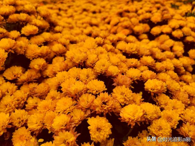 秋野里的黄金浪，是季节写给大地的情诗！
