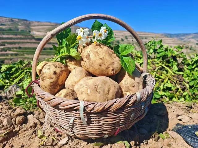 洋芋开花赛牡丹