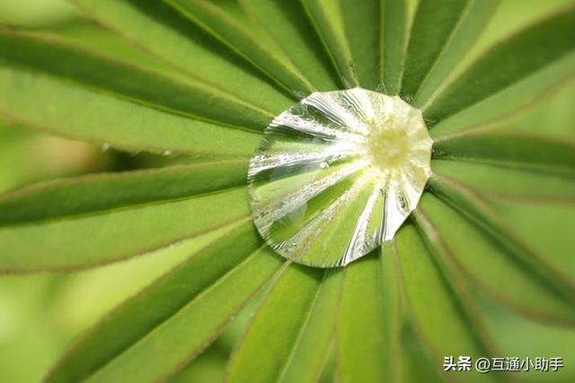 用佳能微距镜头拍出精美“花卉微距写真”的秘诀!