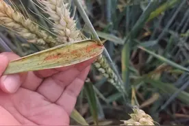 注意，小麦锈病开始发生，用好4个配方可高效防治，可别用错药了图片