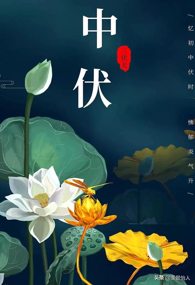 中伏安康！愿你在热浪里，藏得住清凉，守得住欢喜