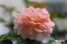 985硕士饿死在日本，恨国党广州高铁被锁喉（0921）图片