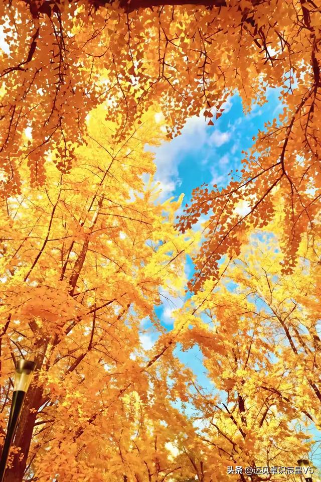 北京的银杏真的杀疯了！超美银杏瀑布，惊呆了整个秋天！