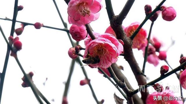 赶紧去！内江大自然湿地公园红梅进入最佳观赏期