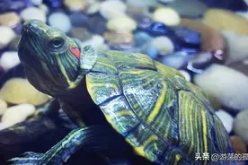 原来巴龟是不能乱养的，特别家里有小孩的图片