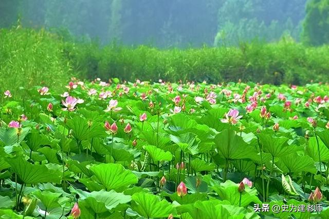故乡丰县：游微山湖，感自然之美（散文）