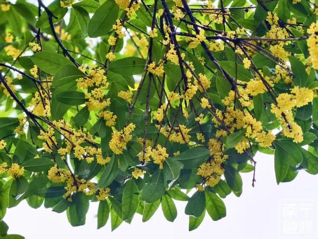 南宁秋天的第一缕桂花香,你闻到了吗?