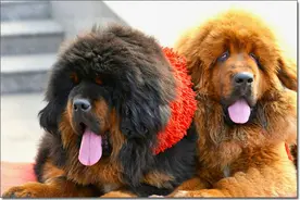 1979年川藏线上两只藏獒深夜嚎哭，战士们决定翻越怒江天险图片