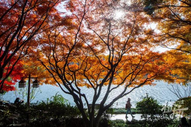 杭州最近美“枫”了，红枫和鸡爪槭还“傻傻分不清楚”？