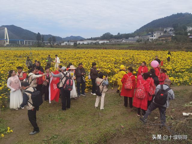 千年古麇，菊香五峰！十堰市郧阳区东峰村万亩菊花震撼盛开太美了