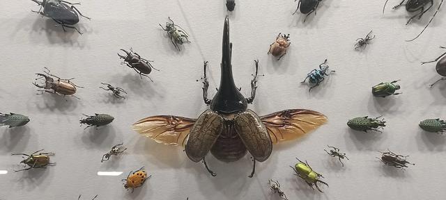 西安长安云昆虫展你来了吗