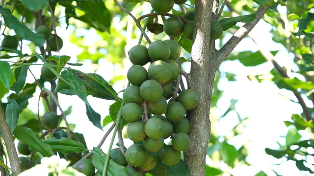 【沿“线”寻味】沿着刚通车的南凭高铁，寻找藏在崇左乡野的“桂字号”