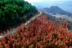 周末打卡地丨半山青绿半山红，游古村、摘柑橘 去渝北大盛探寻重庆乡村最美秋色图片