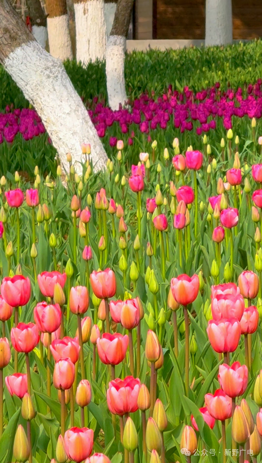3月9日，新野郁金香花情播报！