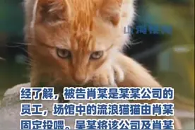 男子打羽毛球踩到流浪猫受伤，投喂者被判赔24万元，先别急着喊冤图片