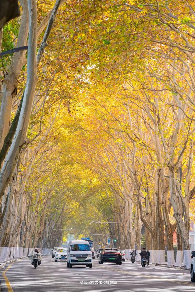 最新发现！2公里“金色隧道”，武汉人私藏了60年！