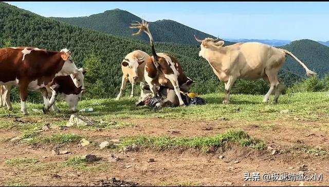 五台山牛群攻击游客反转！疑景区甩锅"挑衅"，当事人曝更多细节