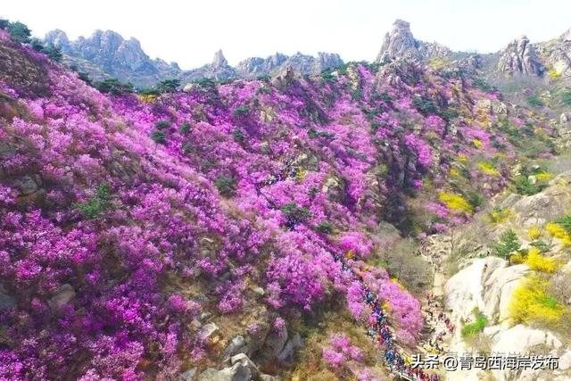 明日免费、半价！最好的风景送给最美的你！